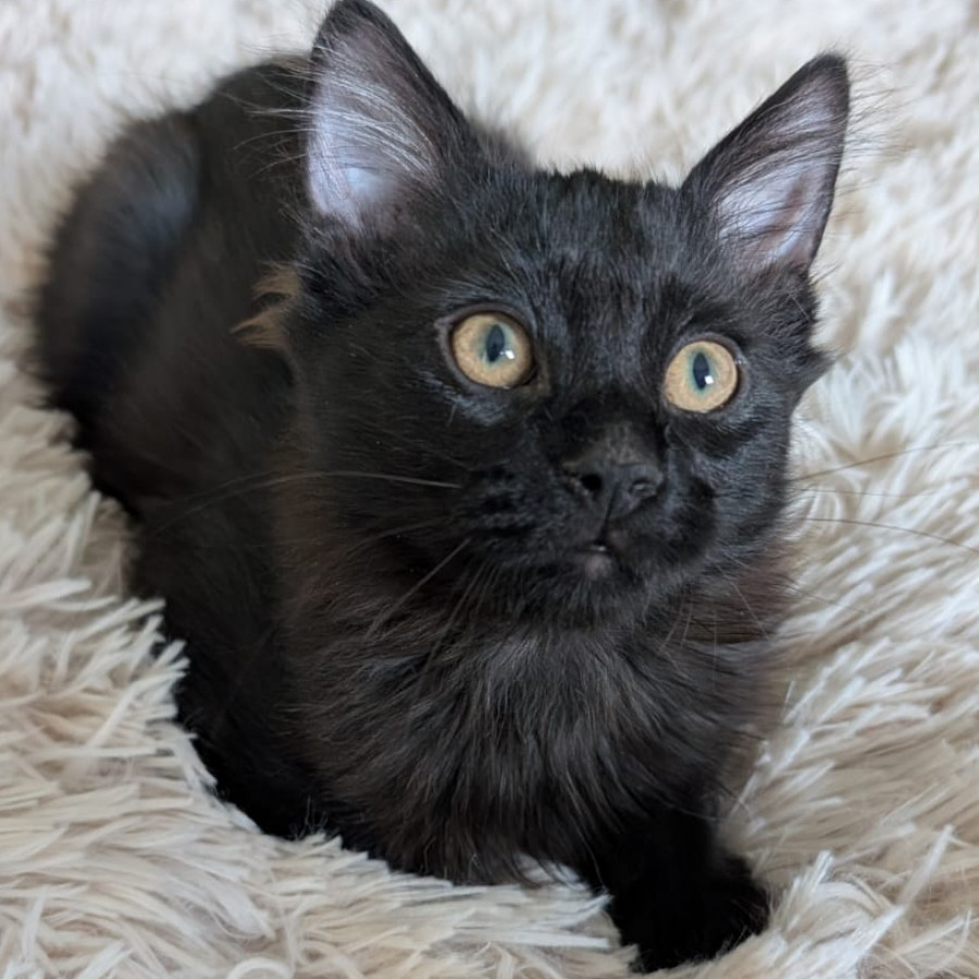 NOIR | Raza Angora Turco Negro | En Adopción