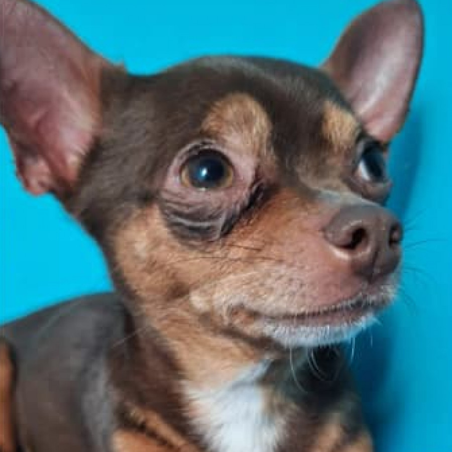 COPPER | Raza Chihuahua | Final Feliz