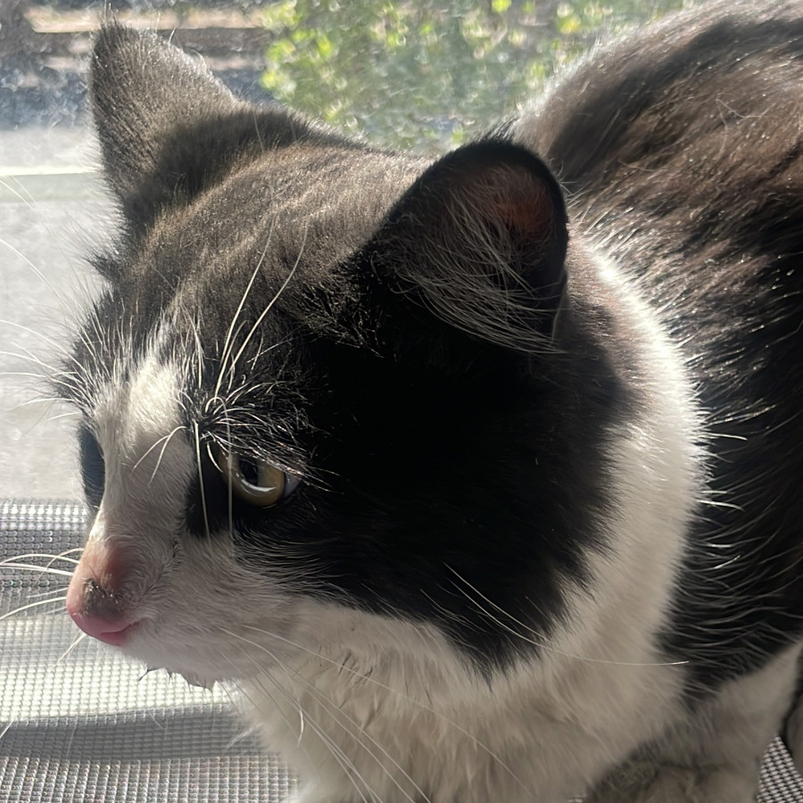  | Raza Doméstico Americano de pelo semilargo | Encontrado