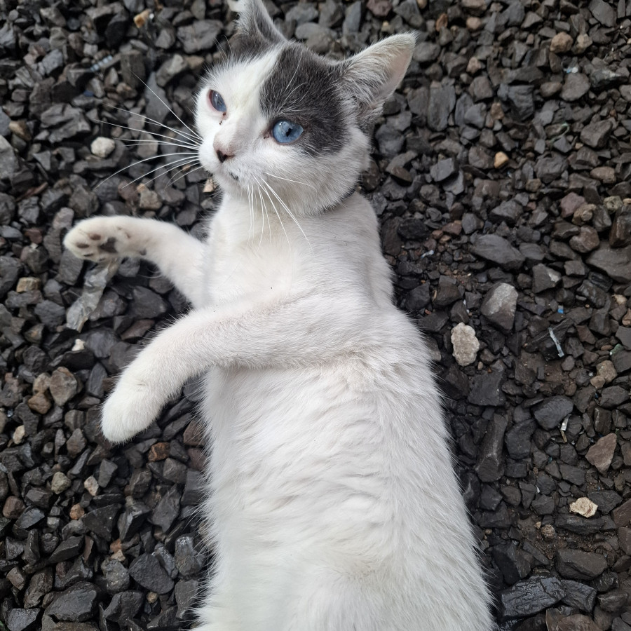 GOYIS | Raza Doméstico Américano de Pelo Corto | Perdida