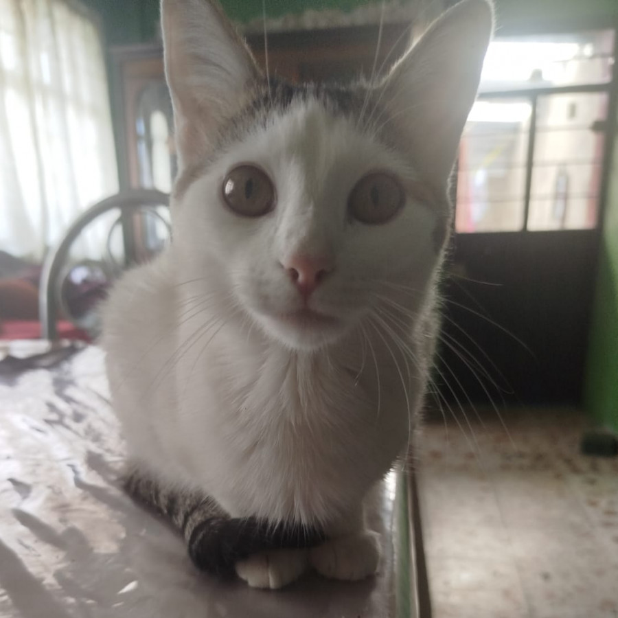 KITTY | Raza Doméstico Américano de Pelo Corto | Perdida