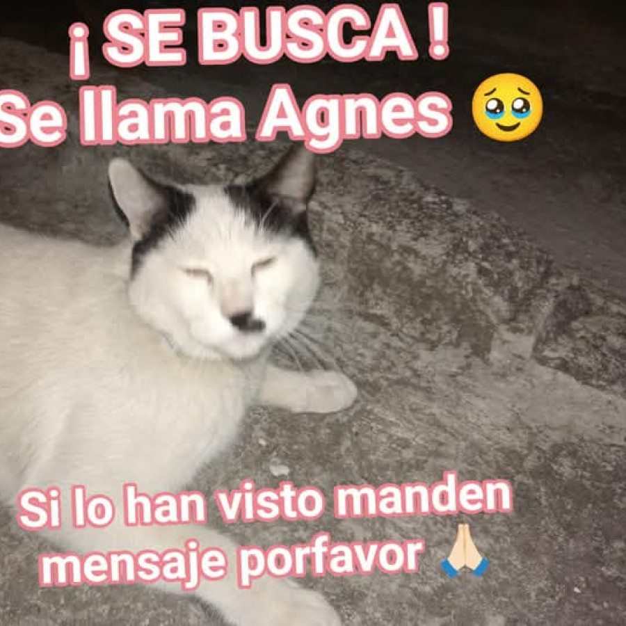 AGNES | Raza Doméstico Américano de Pelo Corto | Perdido