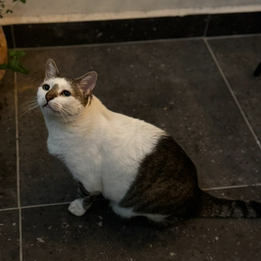 CHATIS | Raza Doméstico Américano de Pelo Corto | Perdida