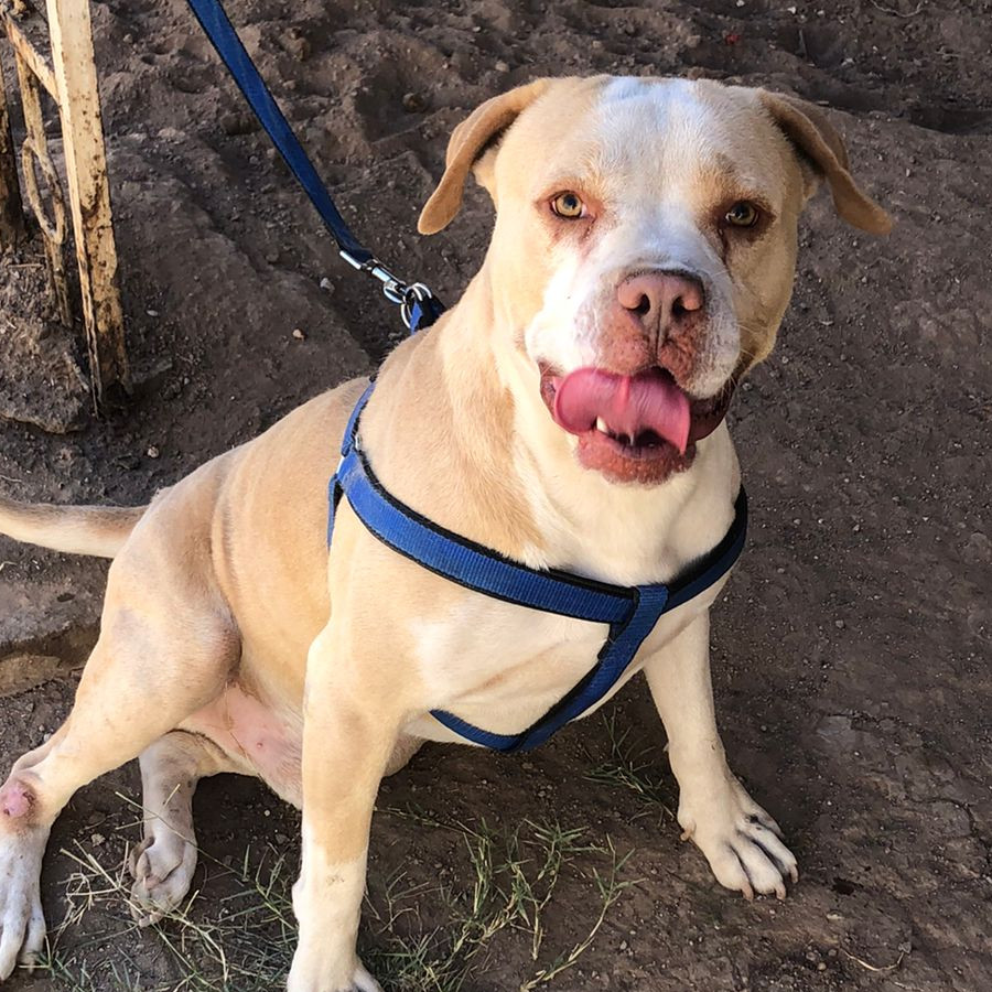 BOBBY | Raza American Pitbull Terrier | En Adopción