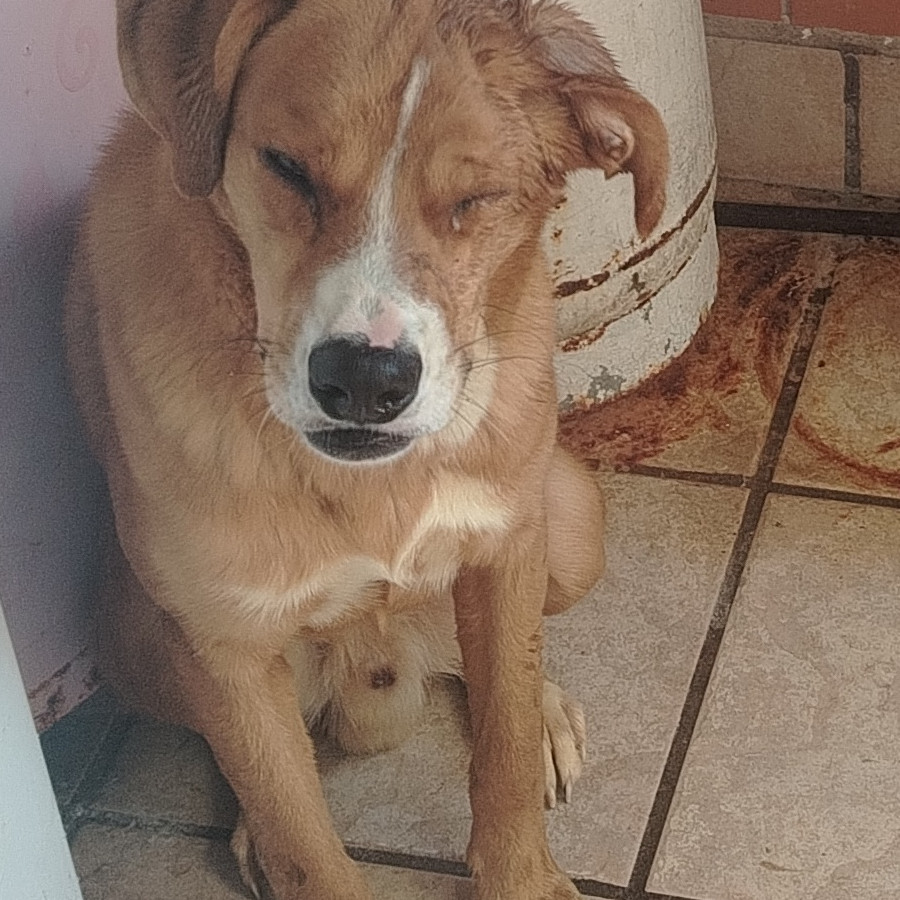 ROCKY | Raza Mestizo, cruza de Labrador | En Adopción