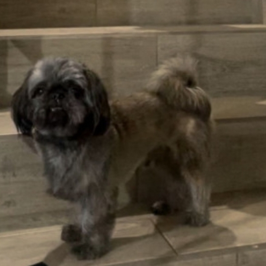 BRUNO | Raza Shih Tzu  | Perdido