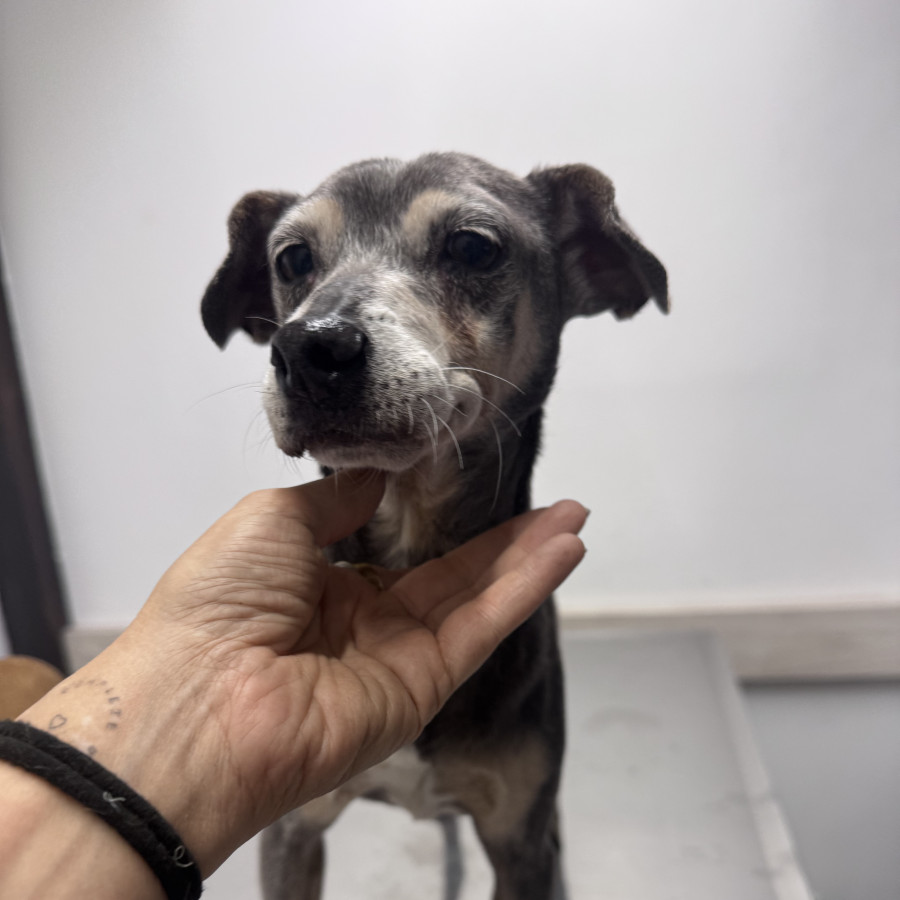  | Raza Mestiza | Encontrada