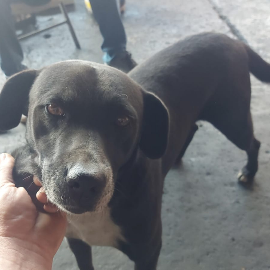 MILANESO | Raza Mestizo, cruza de American Pitbull Terrier con Labrador | Perdido