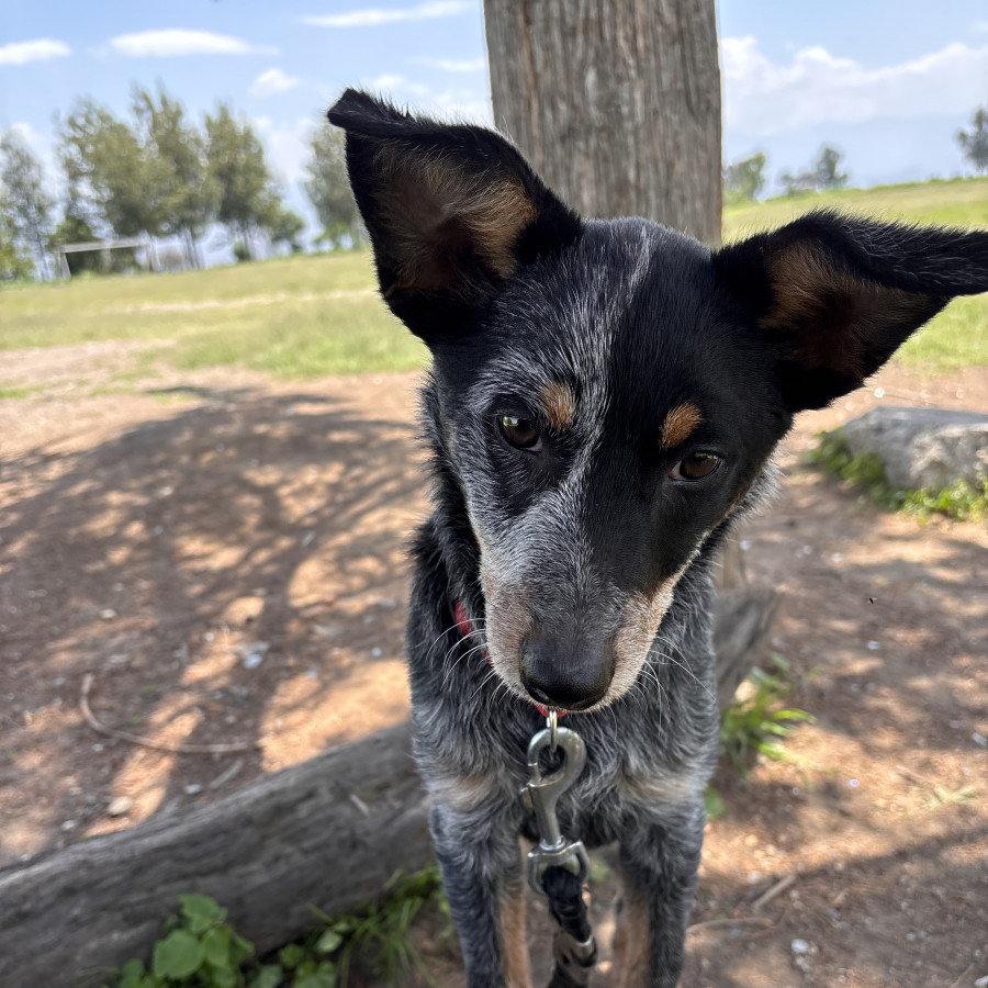 BINGO | Raza Ganadero Australiano Blue Heeler  | Perdido