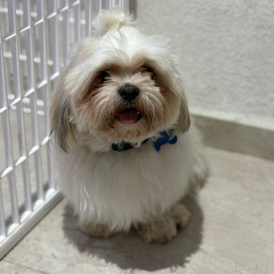 ROKO Y MILO | Raza Shih Tzu y cruza de Shih Tzu con Yorkshire Terrier | Perdido