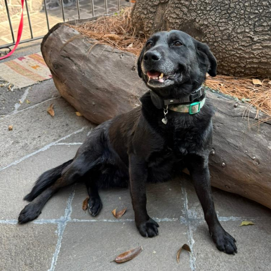 TITÍ | Raza Mestiza, cruza de Labrador | En Adopción