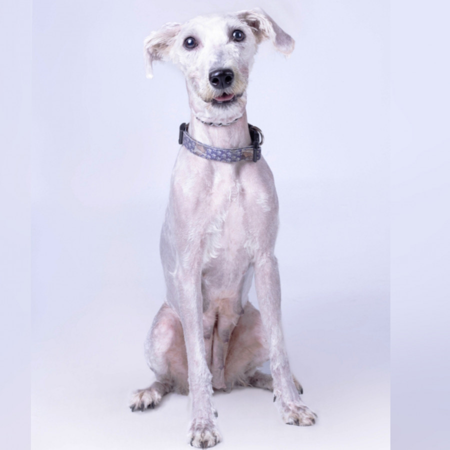 LAILA | Raza Mestiza | En Adopción