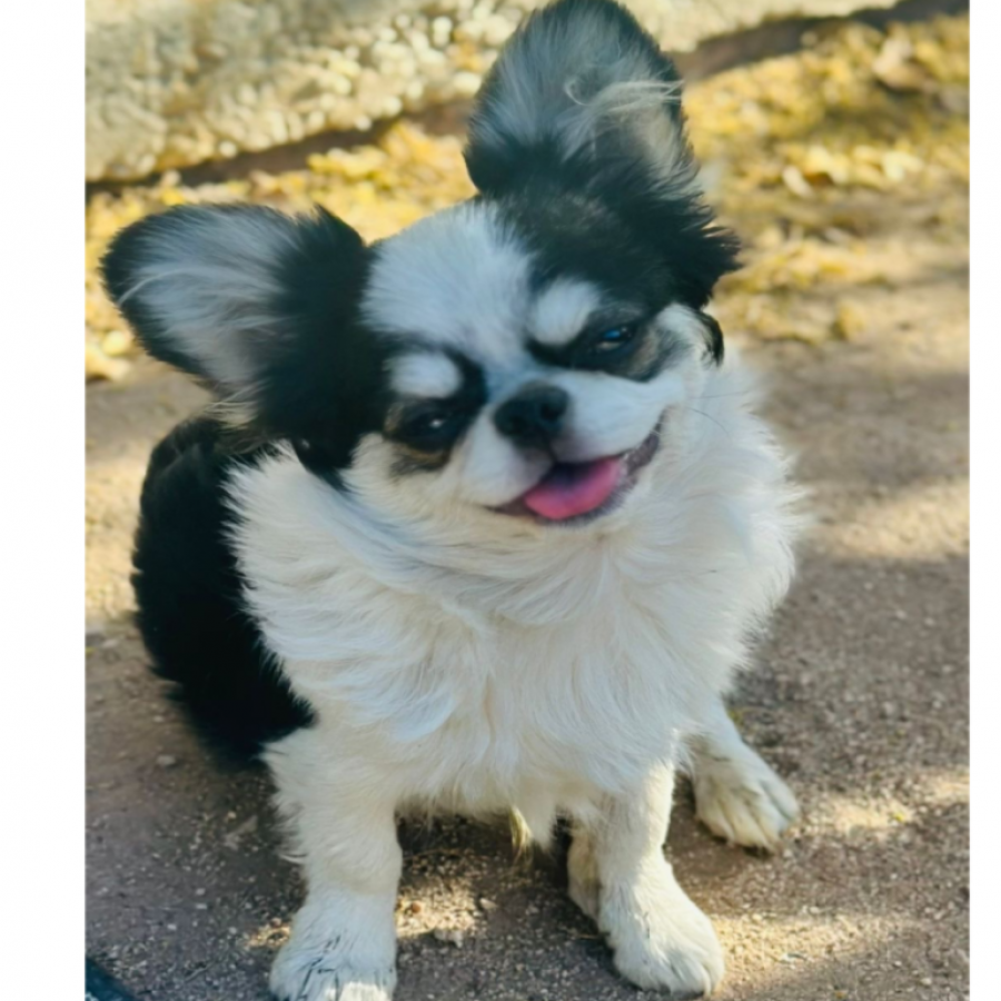 DOKI | Raza Chihuahua | Perdido