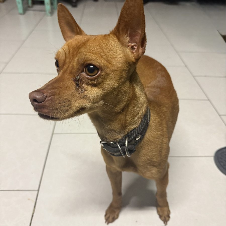  | Raza Chihuahua | Encontrado