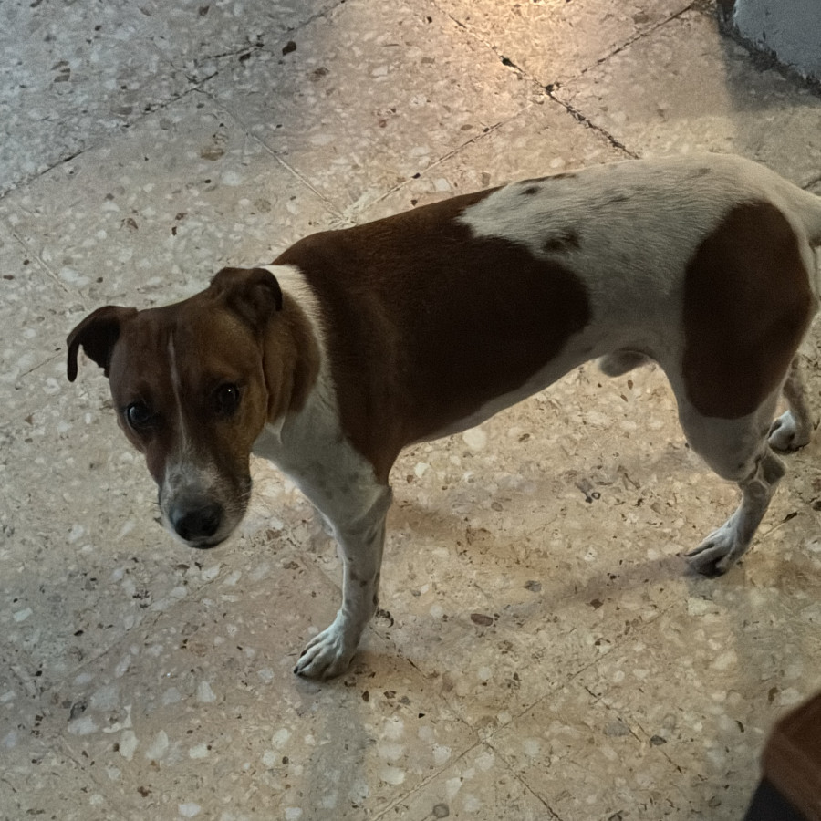 KIPPER | Raza Jack Russell Terrier | Final Feliz