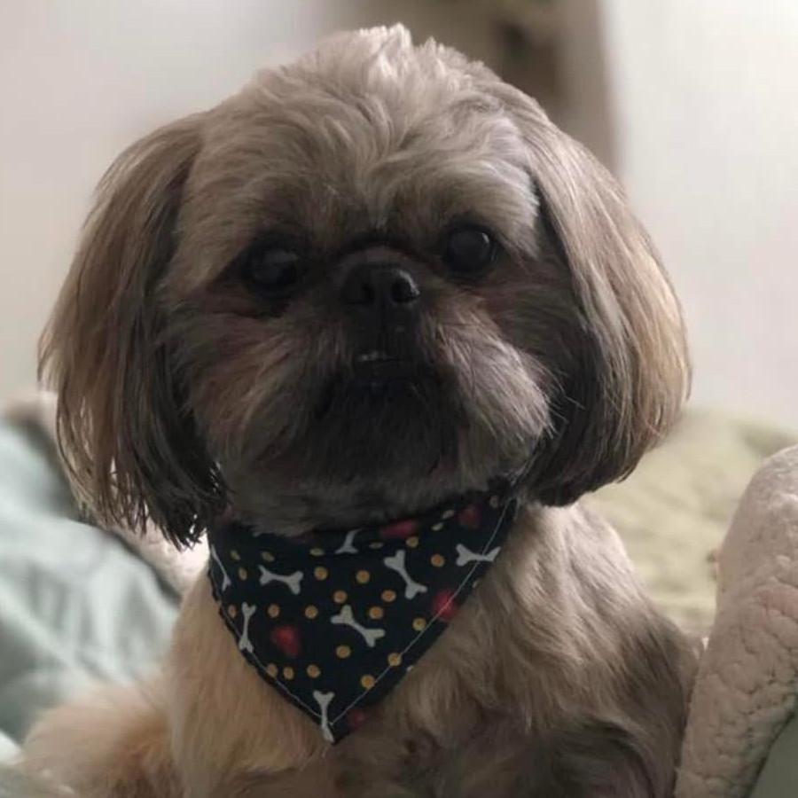 BRUNO | Raza Shih Tzu  | Perdido
