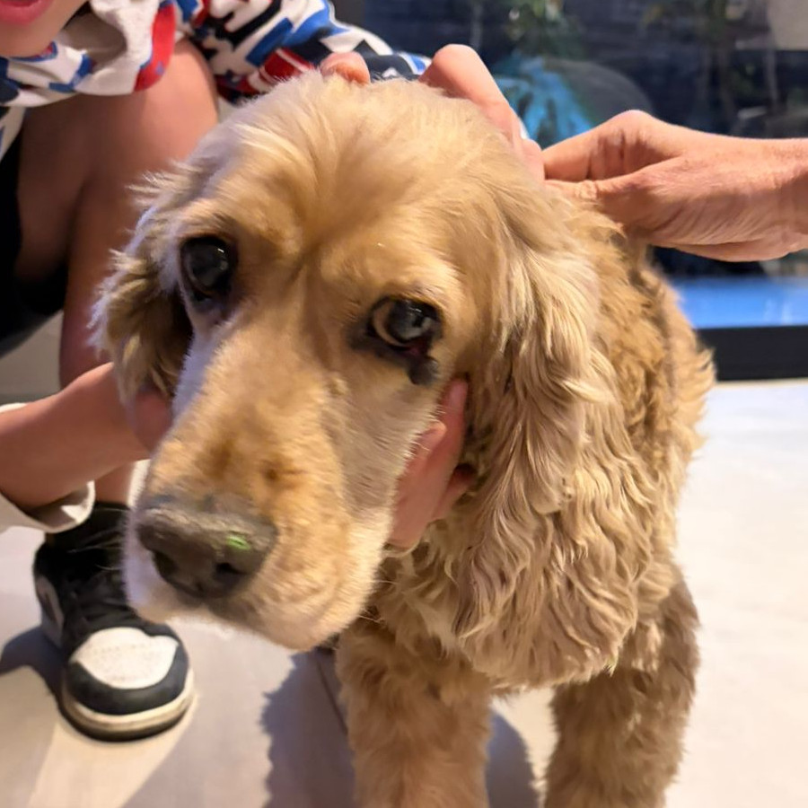  | Raza Cocker Spaniel Inglés | Encontrado