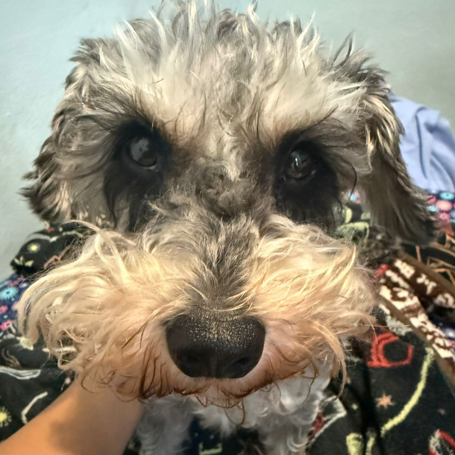 PELUSA | Raza Schnauzer | Perdida