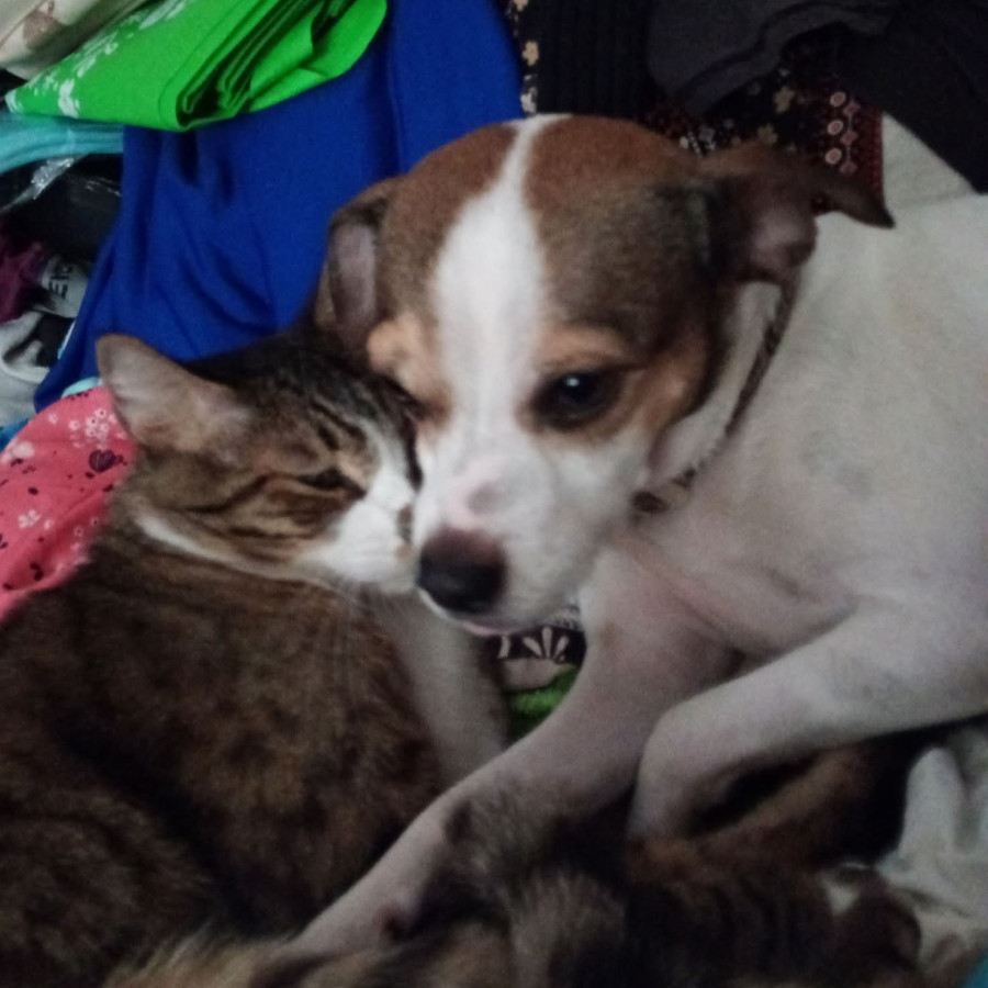 LOLA | Raza Mestiza | Perdida