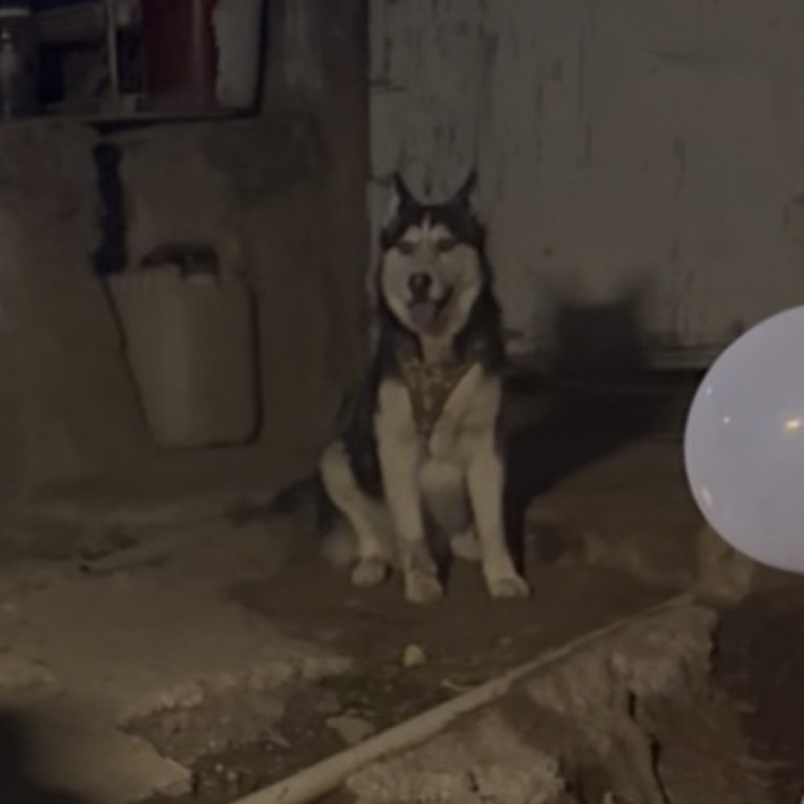 ROCKY | Raza Husky Siberiano | Perdido