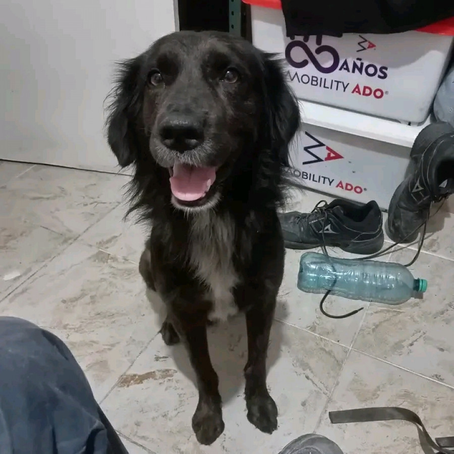 OSO | Raza Mestizo, cruza de Setter Irlandés | Perdido