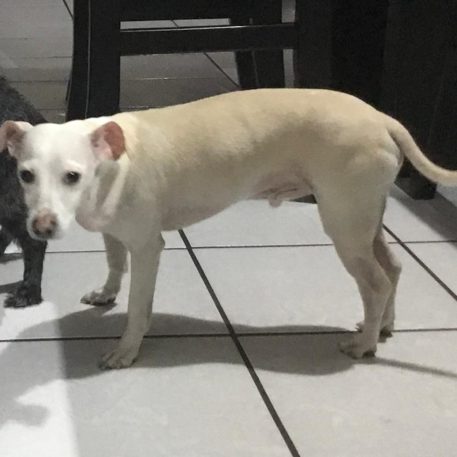 SIRIUS | Raza Mestizo, cruza de Chihuahua | Perdido