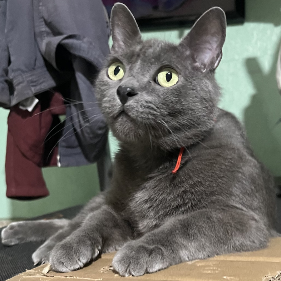 GRIS | Raza Ruso Azul | Perdido