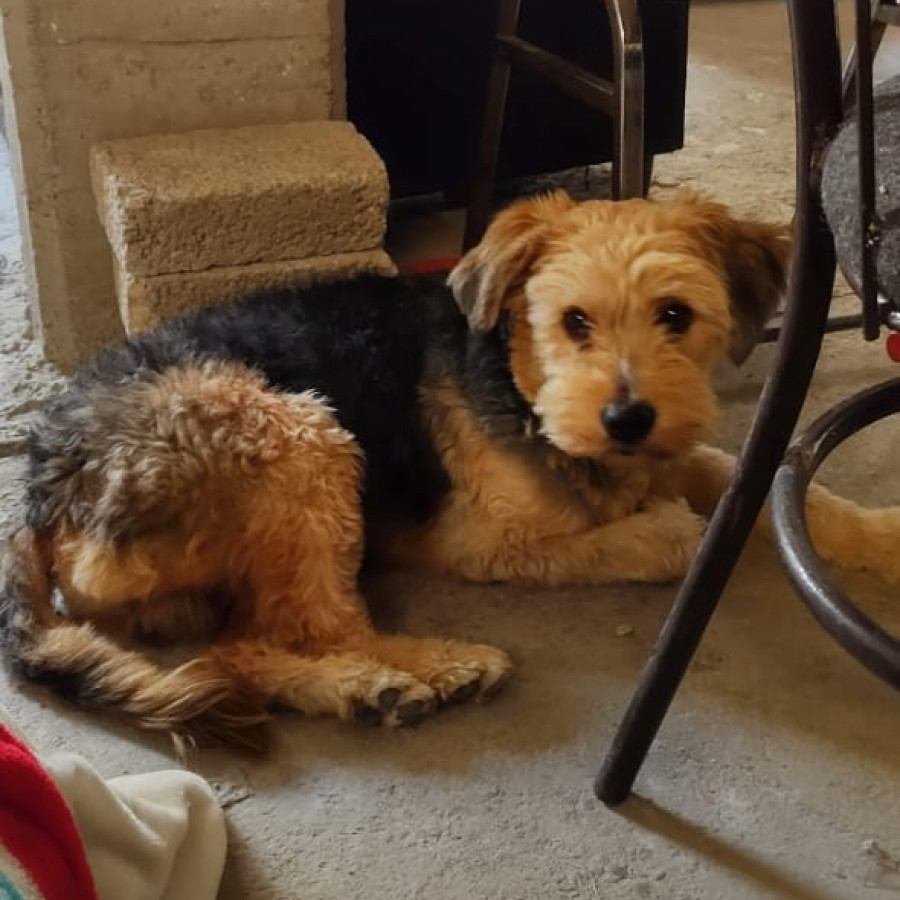 PEPO | Raza Mestizo | Final Feliz