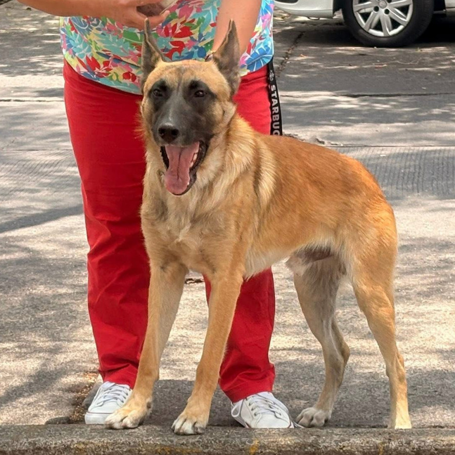  | Raza Pastor Belga Maliniois | Encontrado