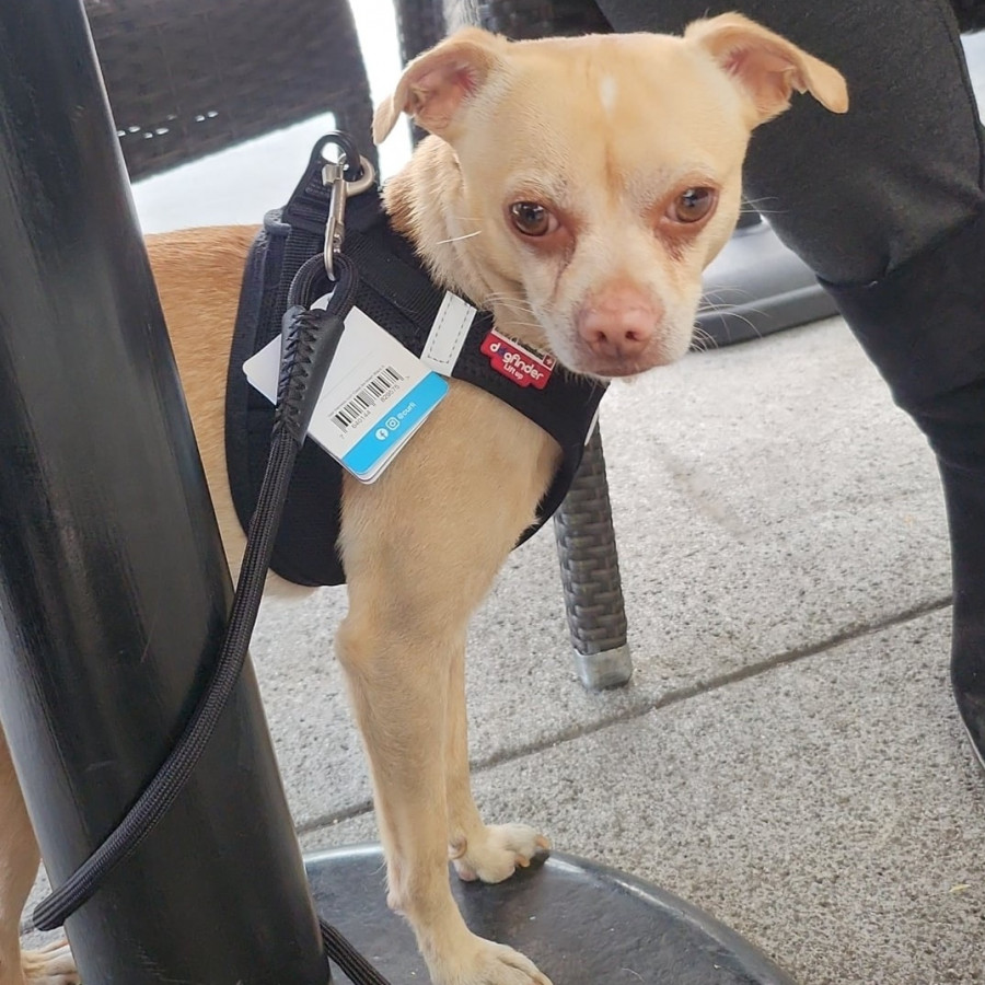  | Raza Mestizo, cruza de Chihuahua | Encontrado