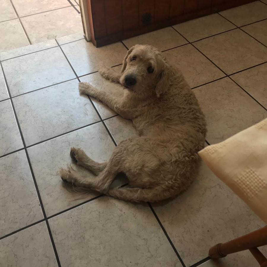  | Raza Mestizo | Encontrado