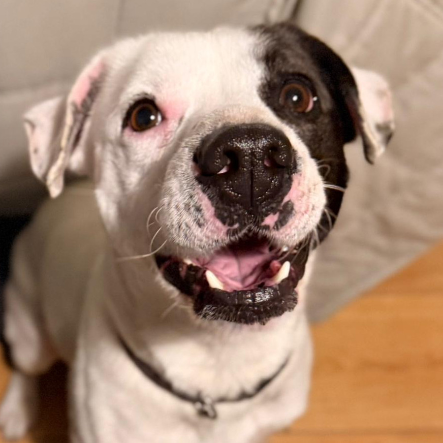  | Raza Mestizo, cruza de American Pitbull Terrier | Encontrado