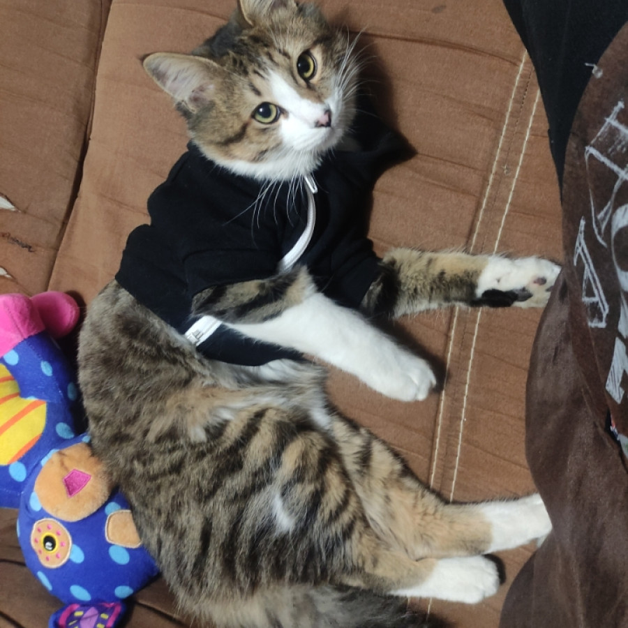 DRAKO | Raza Doméstico Américano de Pelo Corto | Perdido