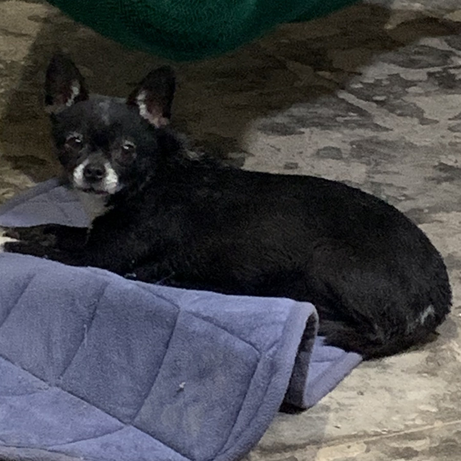 DORY | Raza Chihuahua | Perdida