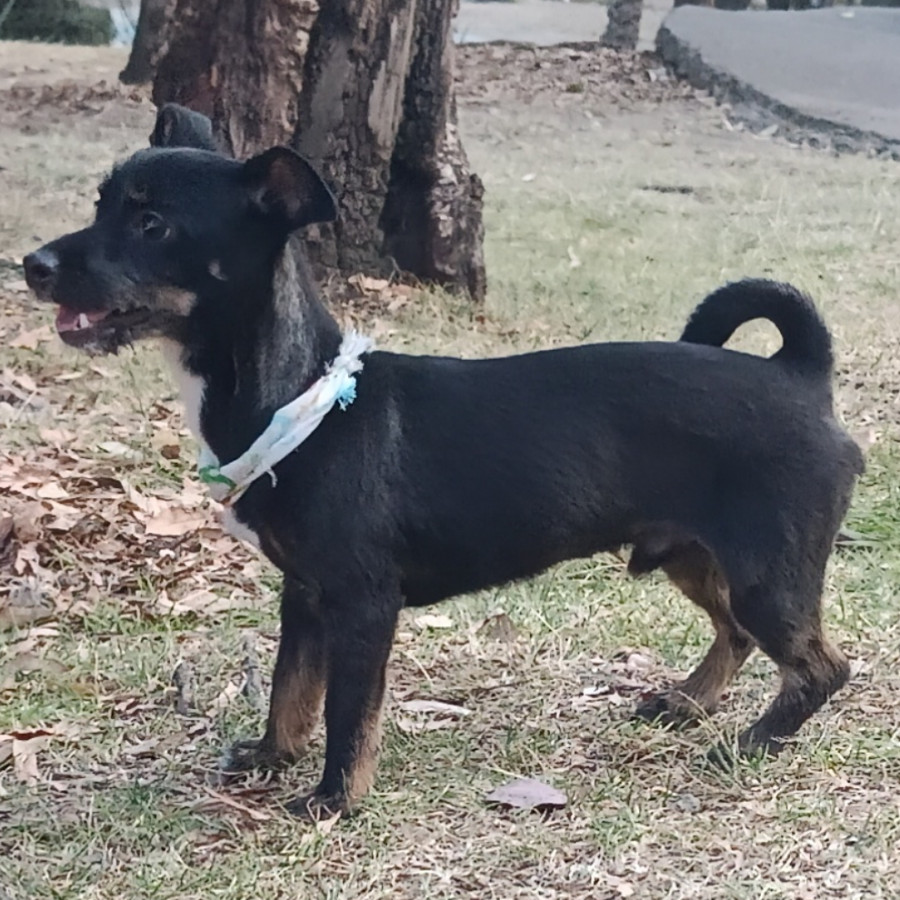 FRIJOLITO | Raza Mestizo, cruza de Chihuahua | Perdido