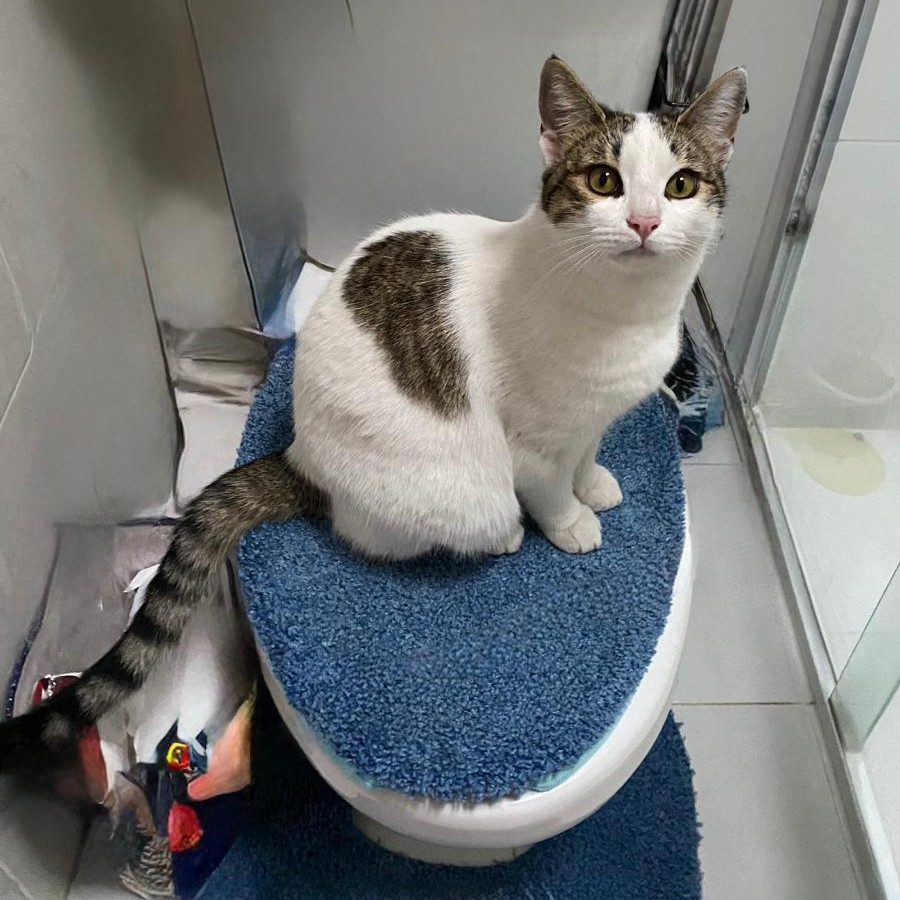 BLAS | Raza Doméstico Américano de Pelo Corto | Perdido