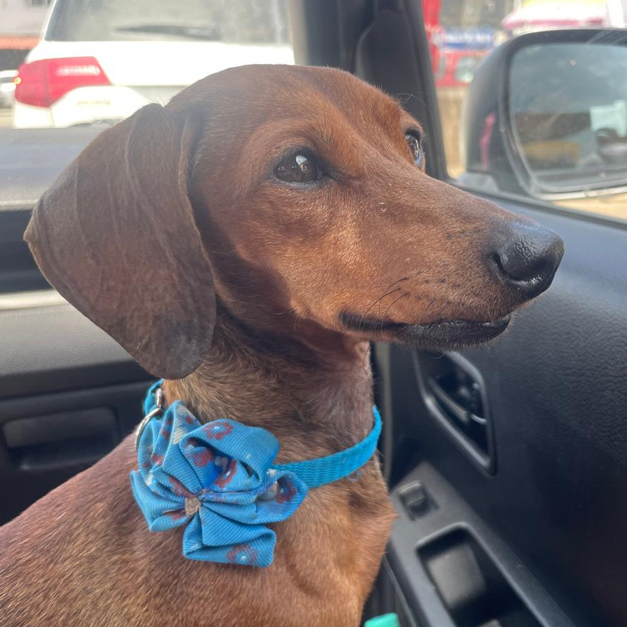 RITA | Raza Dachshund o Salchicha  | Perdida