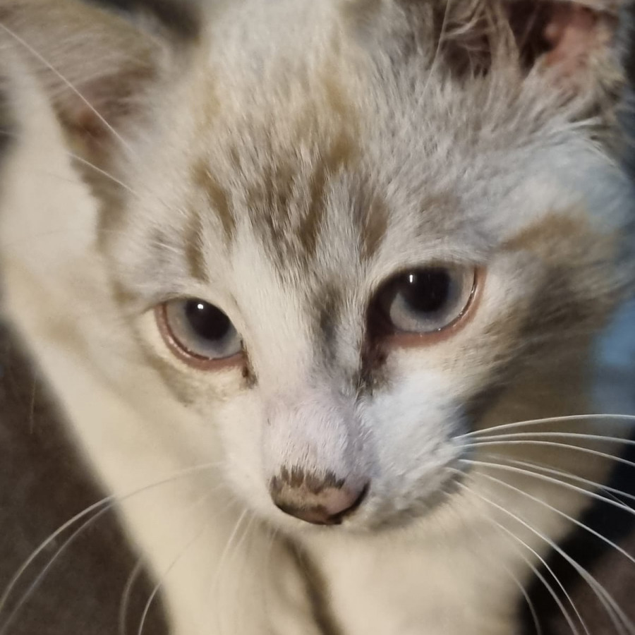 BLANQUITA | Raza Siamés Punto Tabby O Punto Lince | Final Feliz