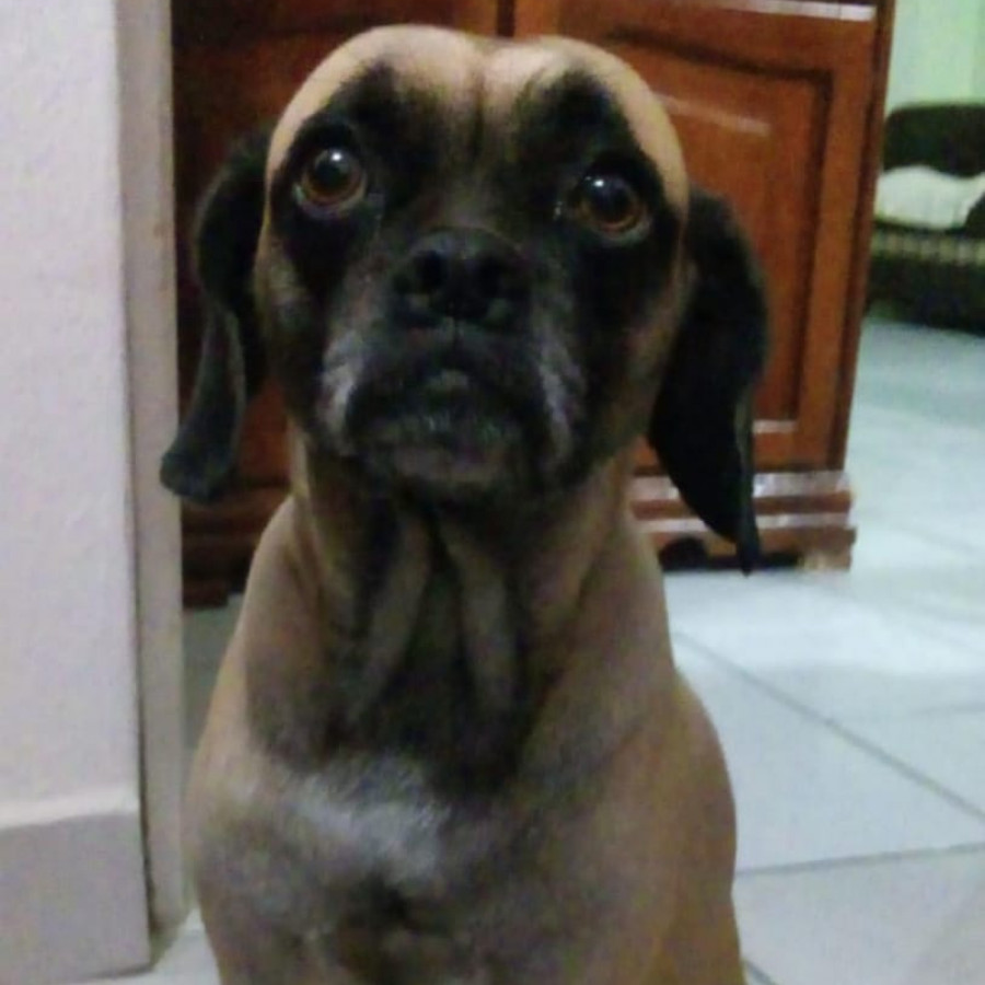 MEI | Raza Mestiza, cruza de Pug con Cocker | Perdida