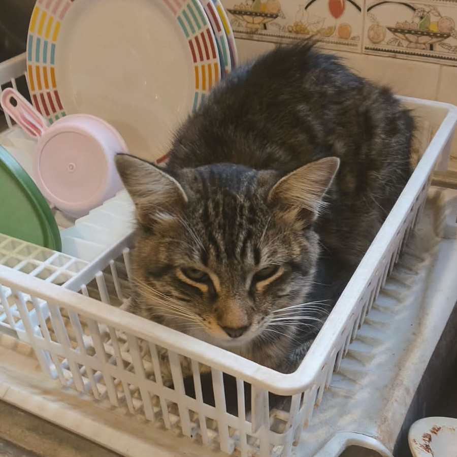 MAXIMUS | Raza Doméstico Americano de pelo semilargo | Perdido
