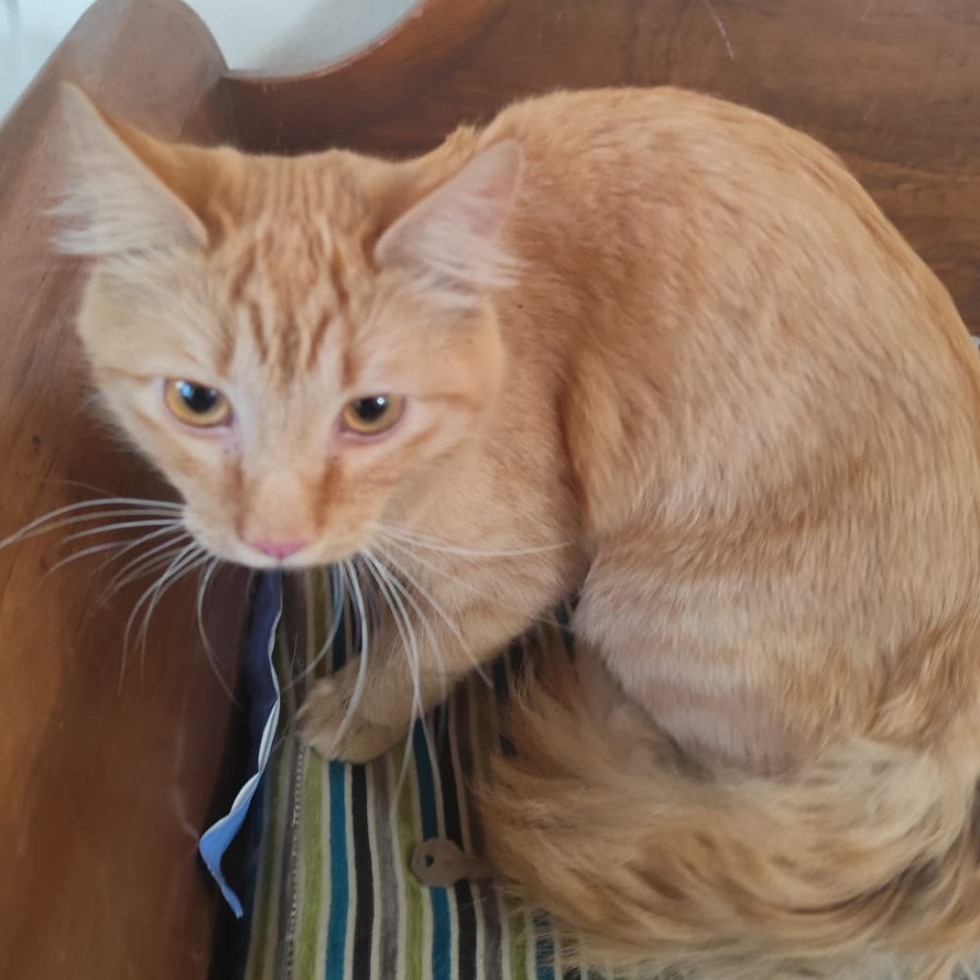  | Raza Doméstico Americano de pelo semilargo | Encontrado