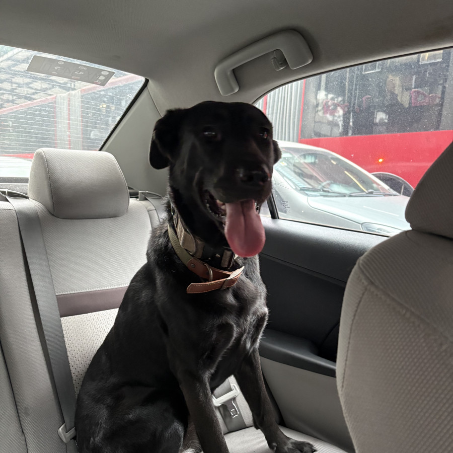  | Raza Mestiza, cruza de Labrador | Final Feliz