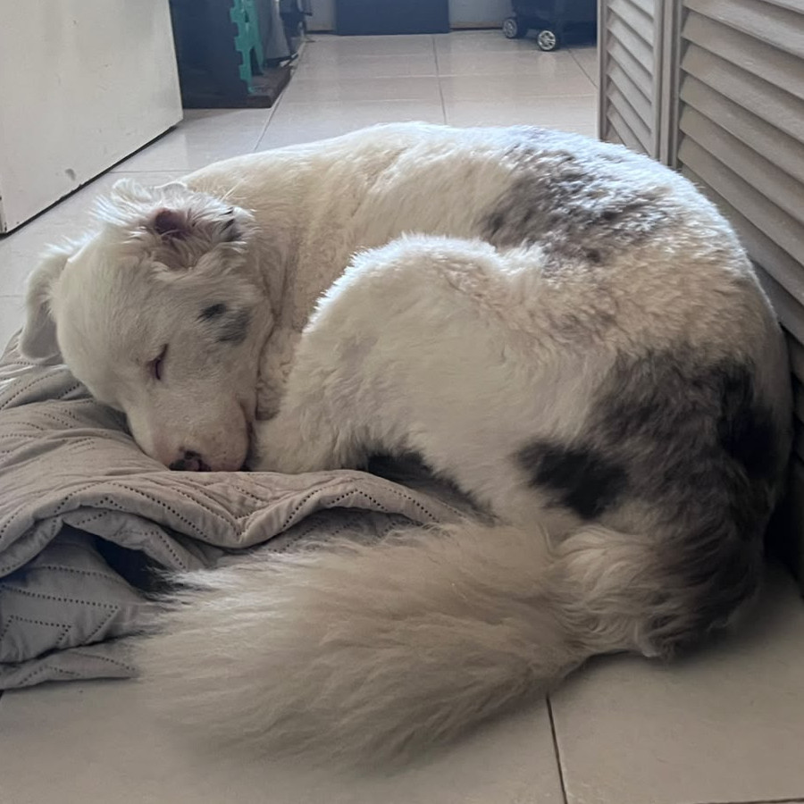 BOB (SORDO Y DÉBIL VISUAL) | Raza Border Collie  | Perdido