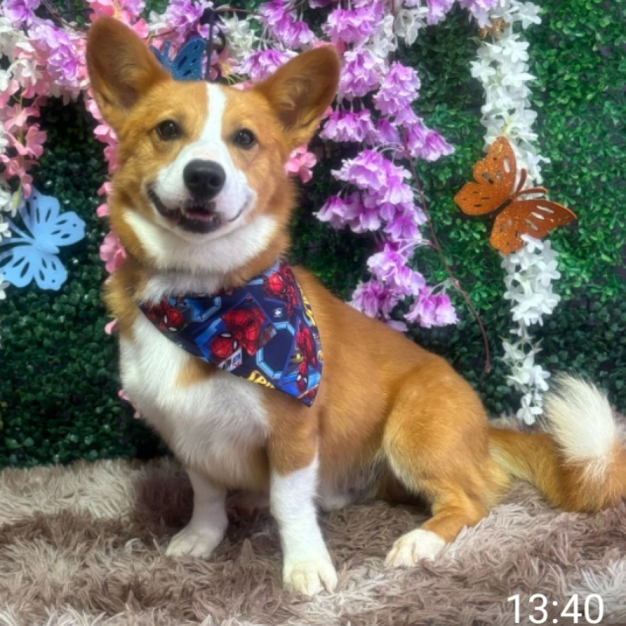 HACHI | Raza Welsh Corgi Cardigan  | Final Feliz