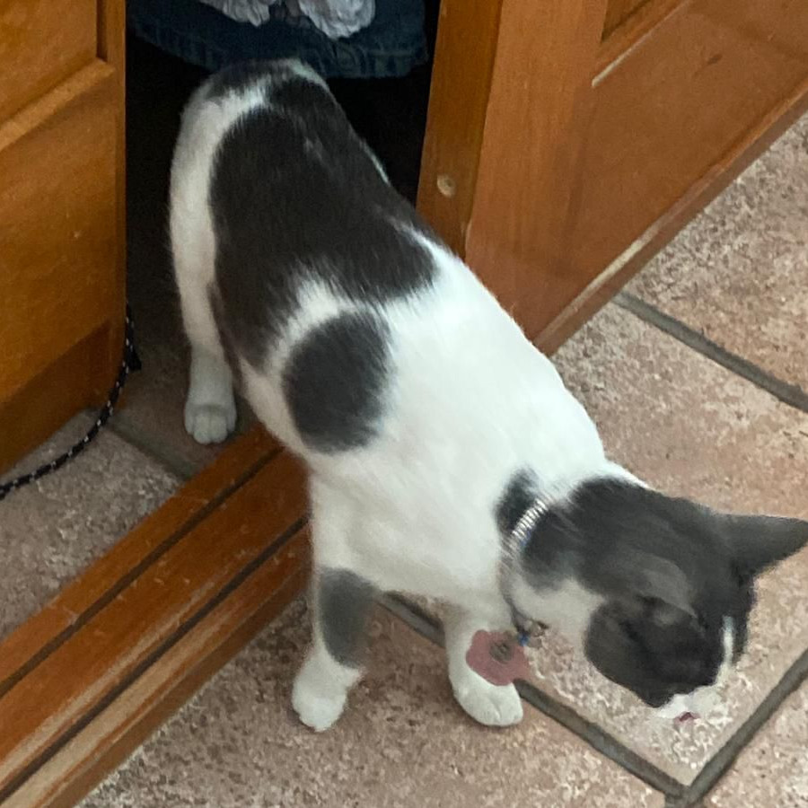 CUTIE | Raza Doméstico Américano de Pelo Corto | Perdida