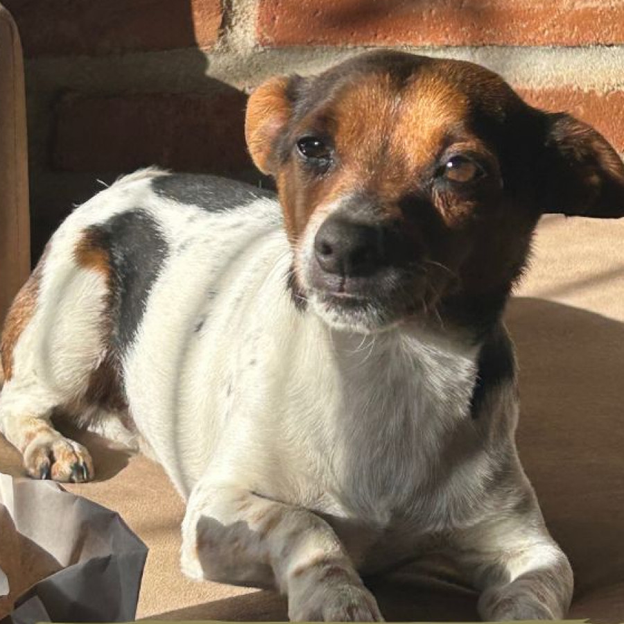 OZZY | Raza Mestizo, cruza de Jack Russell Terrier | Perdido
