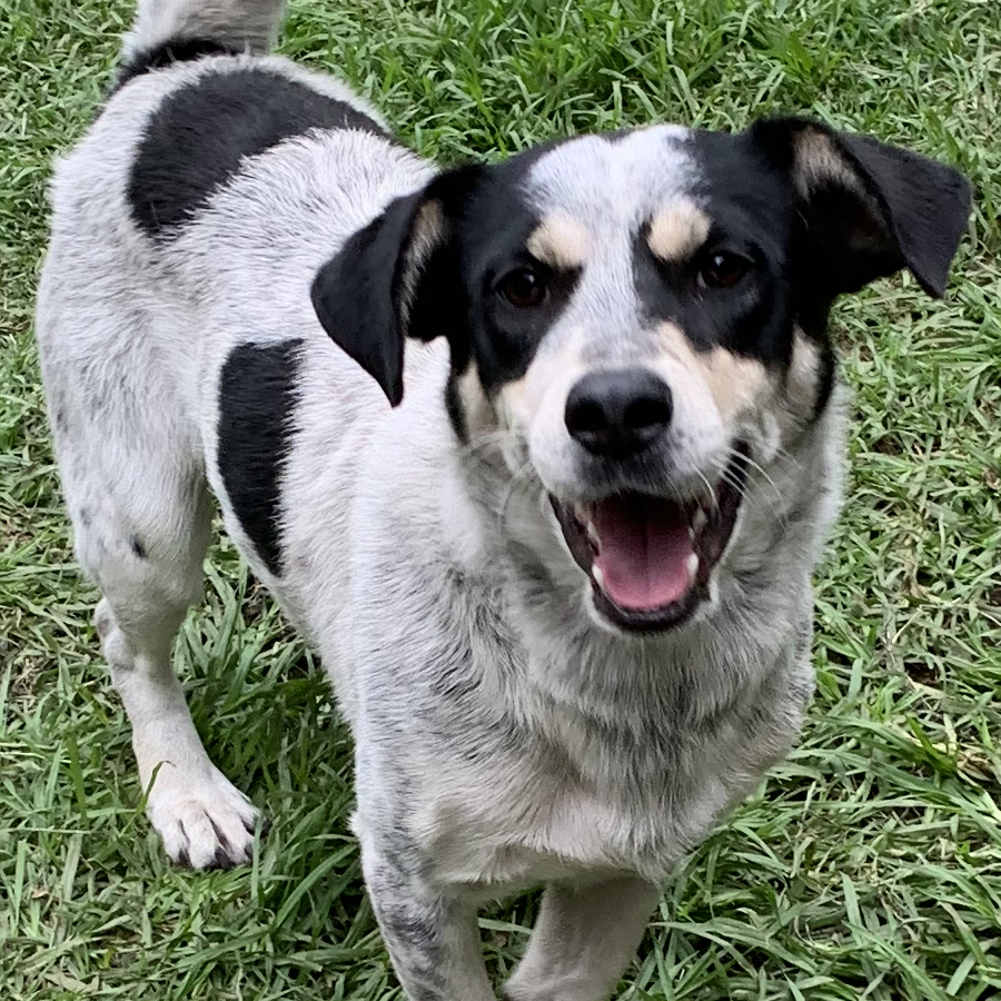 POMBO | Raza Mestizo | En Adopción