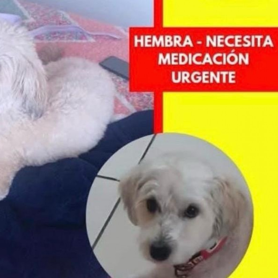KIMBA | Raza Mestiza, cruza de French Poodle | Perdida