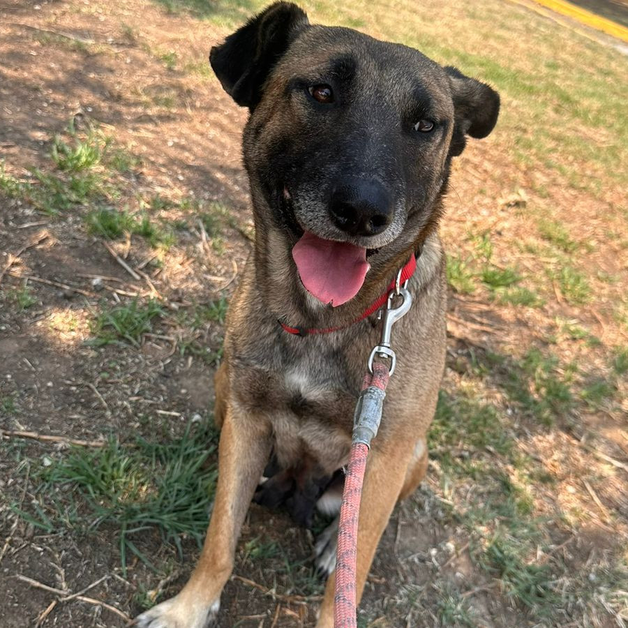 LAIKA | Raza Mestiza, cruza de Pastor Belga Malinois | Perdida