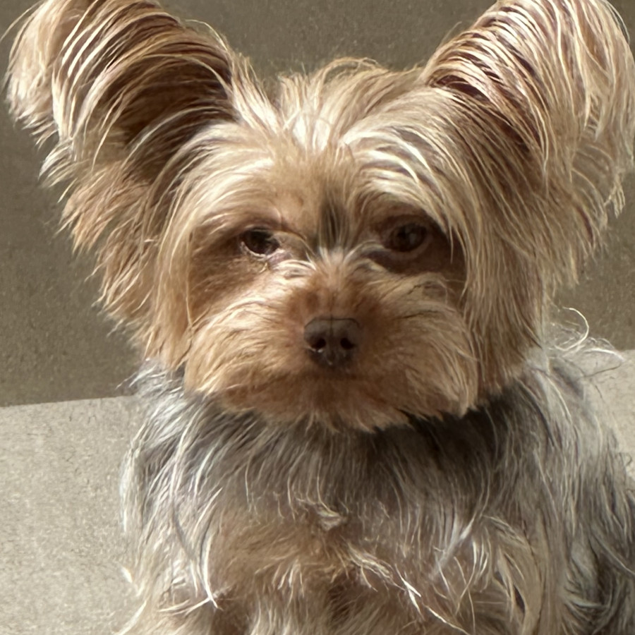 YAGO | Raza Yorkshire Terrier (Yorkie) | Perdido